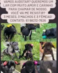 6 filhotes