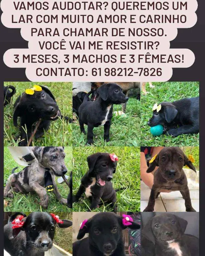 Cachorro ra a SRD idade Abaixo de 2 meses nome 6 filhotes