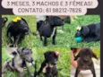 6 filhotes