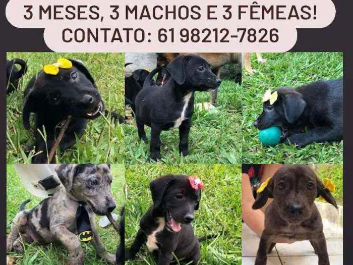 Cachorro ra a SRD idade Abaixo de 2 meses nome 6 filhotes