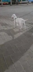 Bela 