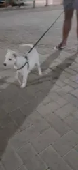 Bela 