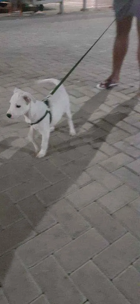 Cachorro raça Pitibur com labrador  idade 2 a 6 meses nome Bela 