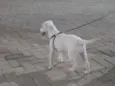 Bela 