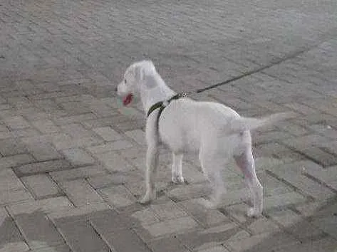 Cachorro raça Pitibur com labrador  idade 2 a 6 meses nome Bela 