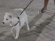Bela 
