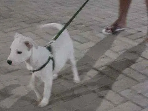 Cachorro raça Pitibur com labrador  idade 2 a 6 meses nome Bela 
