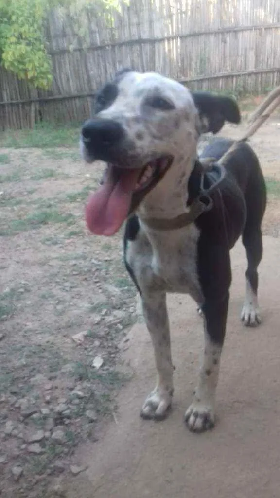 Cachorro ra a Pitbul idade 1 ano nome Pantera