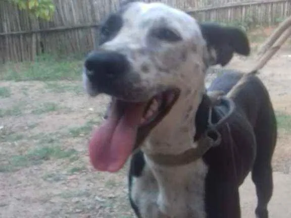 Cachorro ra a Pitbul idade 1 ano nome Pantera