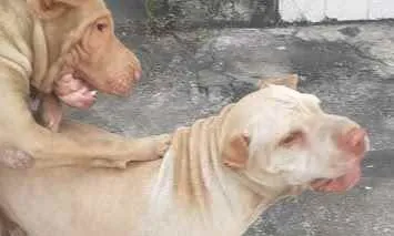 Cachorro ra a Shar-peis idade 4 anos nome Sheik e Sade