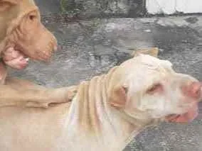 Cachorro ra a Shar-peis idade 4 anos nome Sheik e Sade