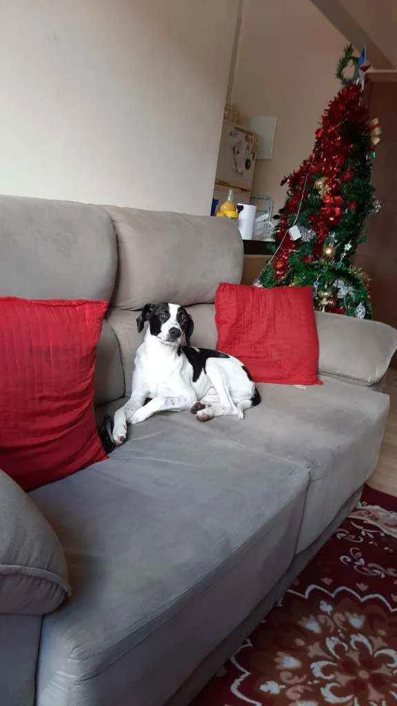 Cachorro ra a SRD idade 7 a 11 meses nome Pedrinho