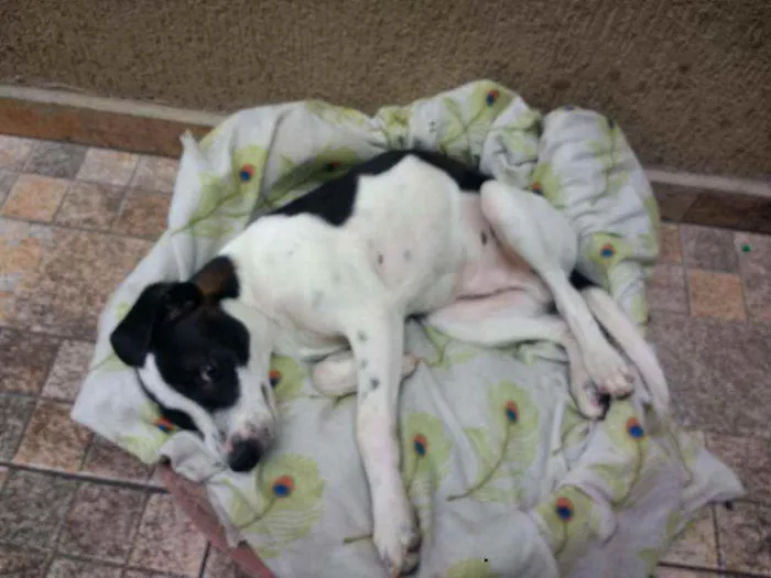 Cachorro ra a SRD idade 7 a 11 meses nome Pedrinho