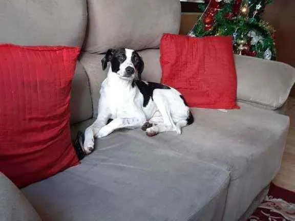Cachorro ra a SRD idade 7 a 11 meses nome Pedrinho