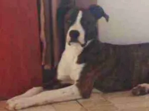 Cachorro raça Indefinida  idade 7 a 11 meses nome Zeus 