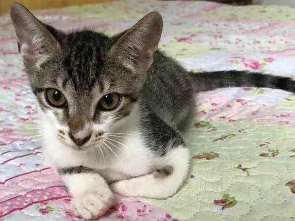 Gato raça Srd idade 2 a 6 meses nome Tito