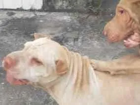 Cachorro raça Shar-peis idade 4 anos nome Sheik e Sade