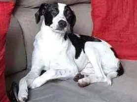 Cachorro raça SRD idade 7 a 11 meses nome Pedrinho