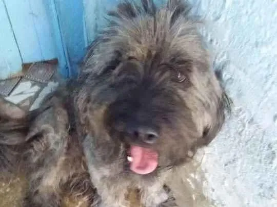 Cachorro ra a  idade 4 anos nome Magi