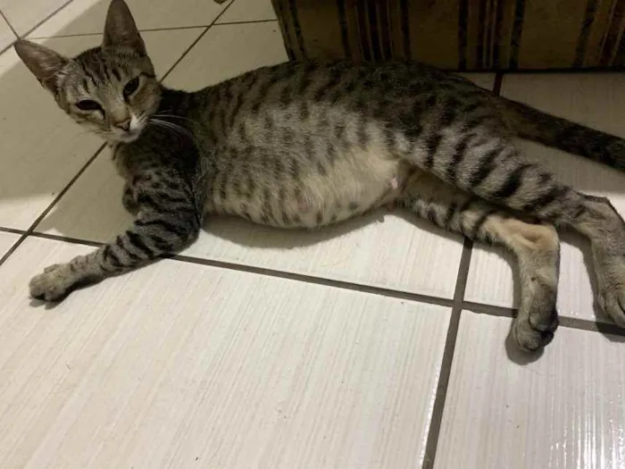 Gato ra a vila-lata idade 7 a 11 meses nome raika