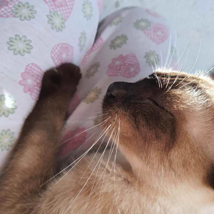 Gato raça  idade 7 a 11 meses nome (Ainda não possui)