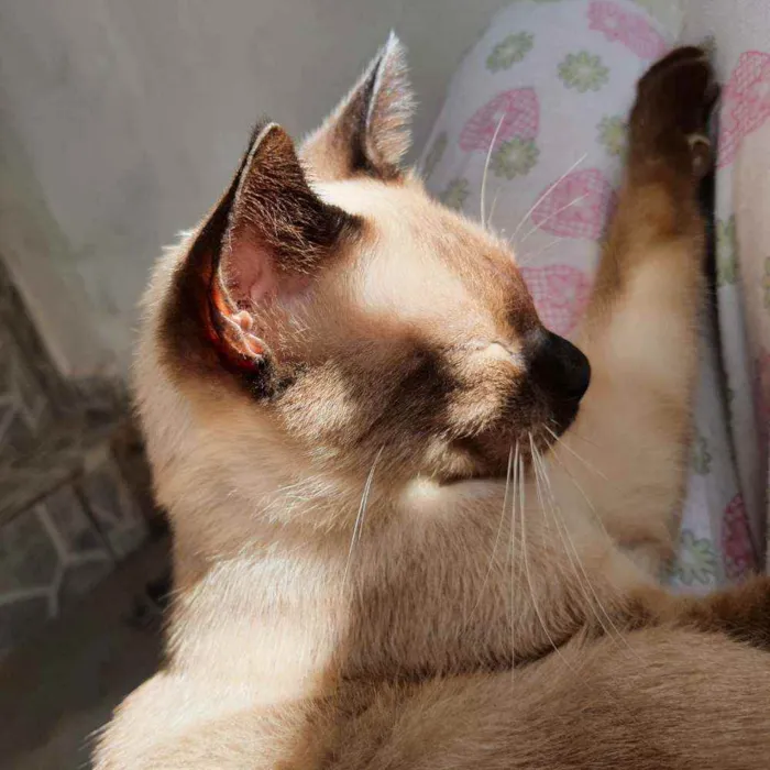 Gato raça  idade 7 a 11 meses nome (Ainda não possui)