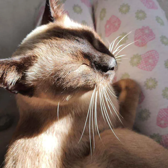 Gato raça  idade 7 a 11 meses nome (Ainda não possui)