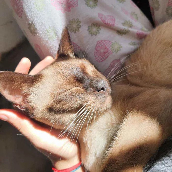 Gato raça  idade 7 a 11 meses nome (Ainda não possui)