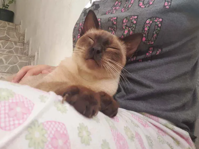 Gato raça  idade 7 a 11 meses nome (Ainda não possui)