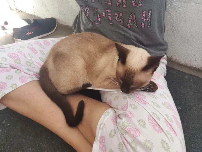 Gato raça  idade 7 a 11 meses nome (Ainda não possui)
