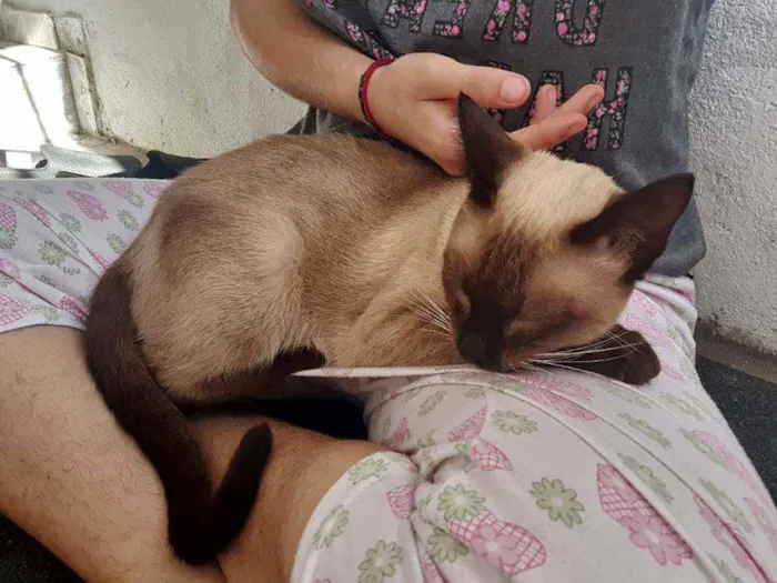 Gato raça  idade 7 a 11 meses nome (Ainda não possui)