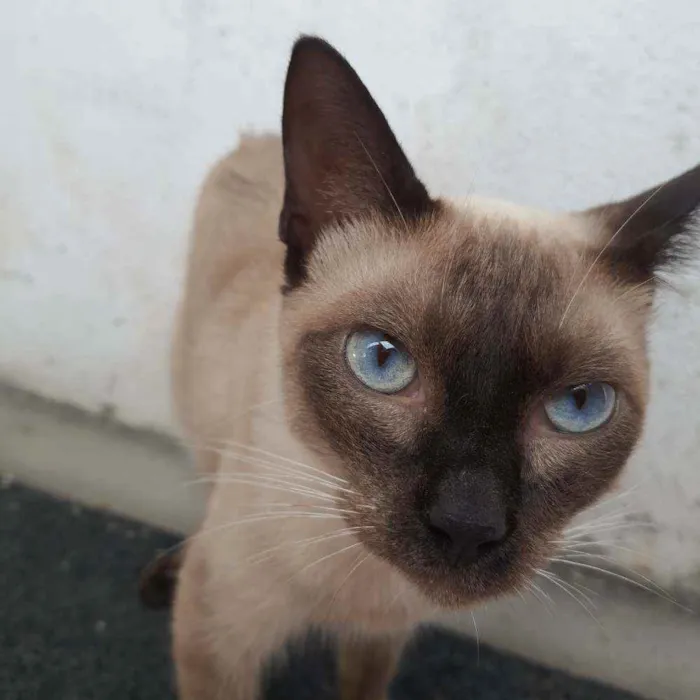 Gato raça  idade 7 a 11 meses nome (Ainda não possui)