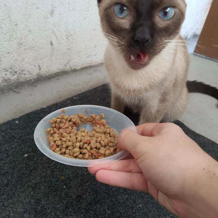 Gato raça  idade 7 a 11 meses nome (Ainda não possui)
