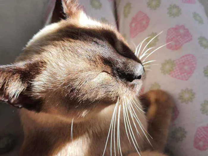 Gato raça  idade 7 a 11 meses nome (Ainda não possui)