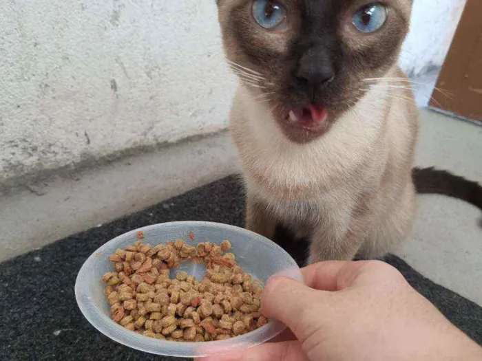 Gato raça  idade 7 a 11 meses nome (Ainda não possui)