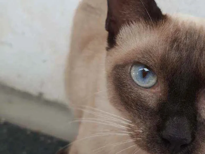 Gato raça  idade 7 a 11 meses nome (Ainda não possui)