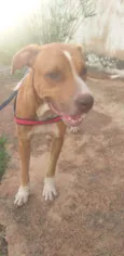 Apolo