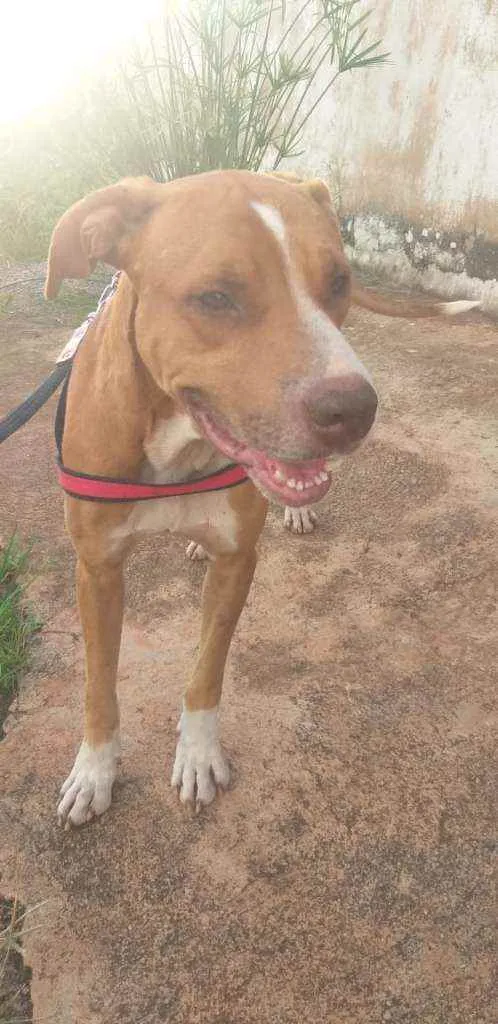 Cachorro ra a Pit Bull idade 2 anos nome Apolo