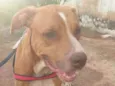 Apolo