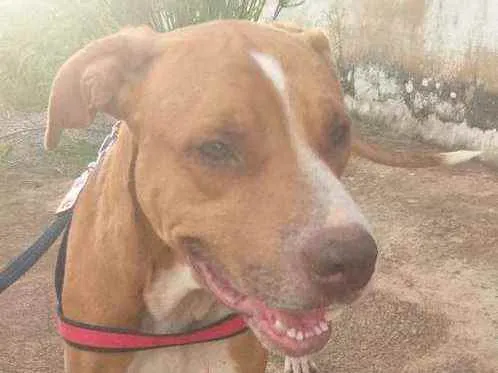 Cachorro ra a Pit Bull idade 2 anos nome Apolo