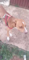 Apolo