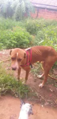 Apolo