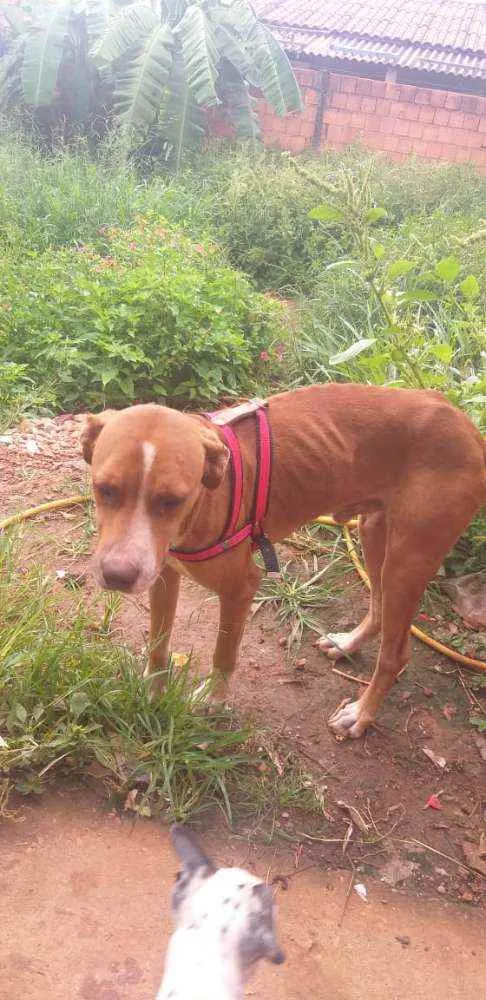 Cachorro ra a Pit Bull idade 2 anos nome Apolo