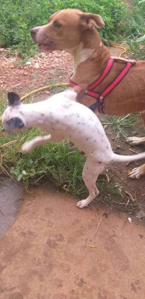 Cachorro ra a Pit Bull idade 2 anos nome Apolo