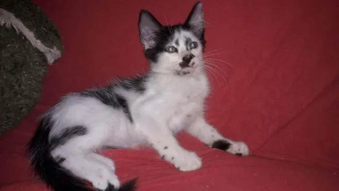 Gato raça Indefinida idade 2 a 6 meses nome Sem nome