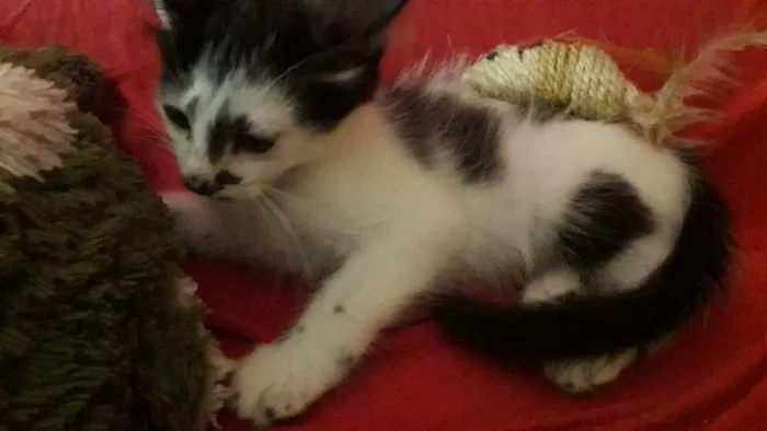 Gato raça Indefinida idade 2 a 6 meses nome Sem nome