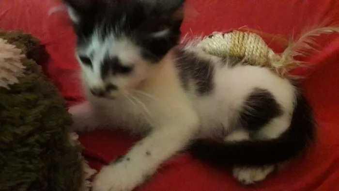 Gato raça Indefinida idade 2 a 6 meses nome Sem nome
