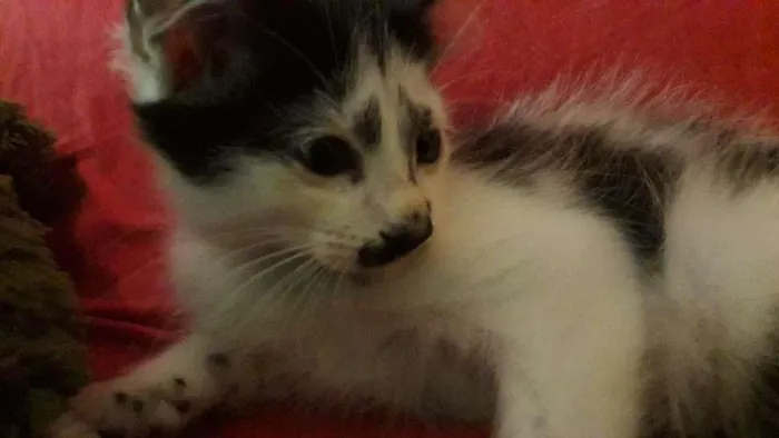 Gato raça Indefinida idade 2 a 6 meses nome Sem nome