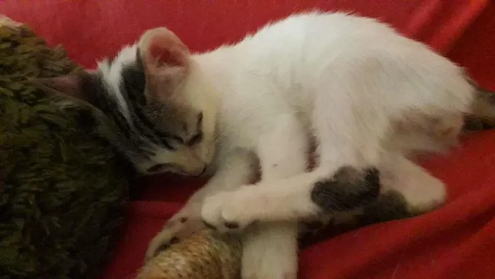 Gato raça Indefinida idade 2 a 6 meses nome Sem nome