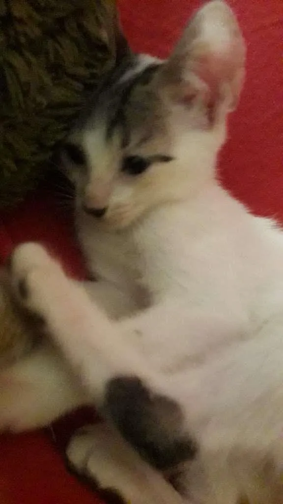 Gato raça Indefinida idade 2 a 6 meses nome Sem nome